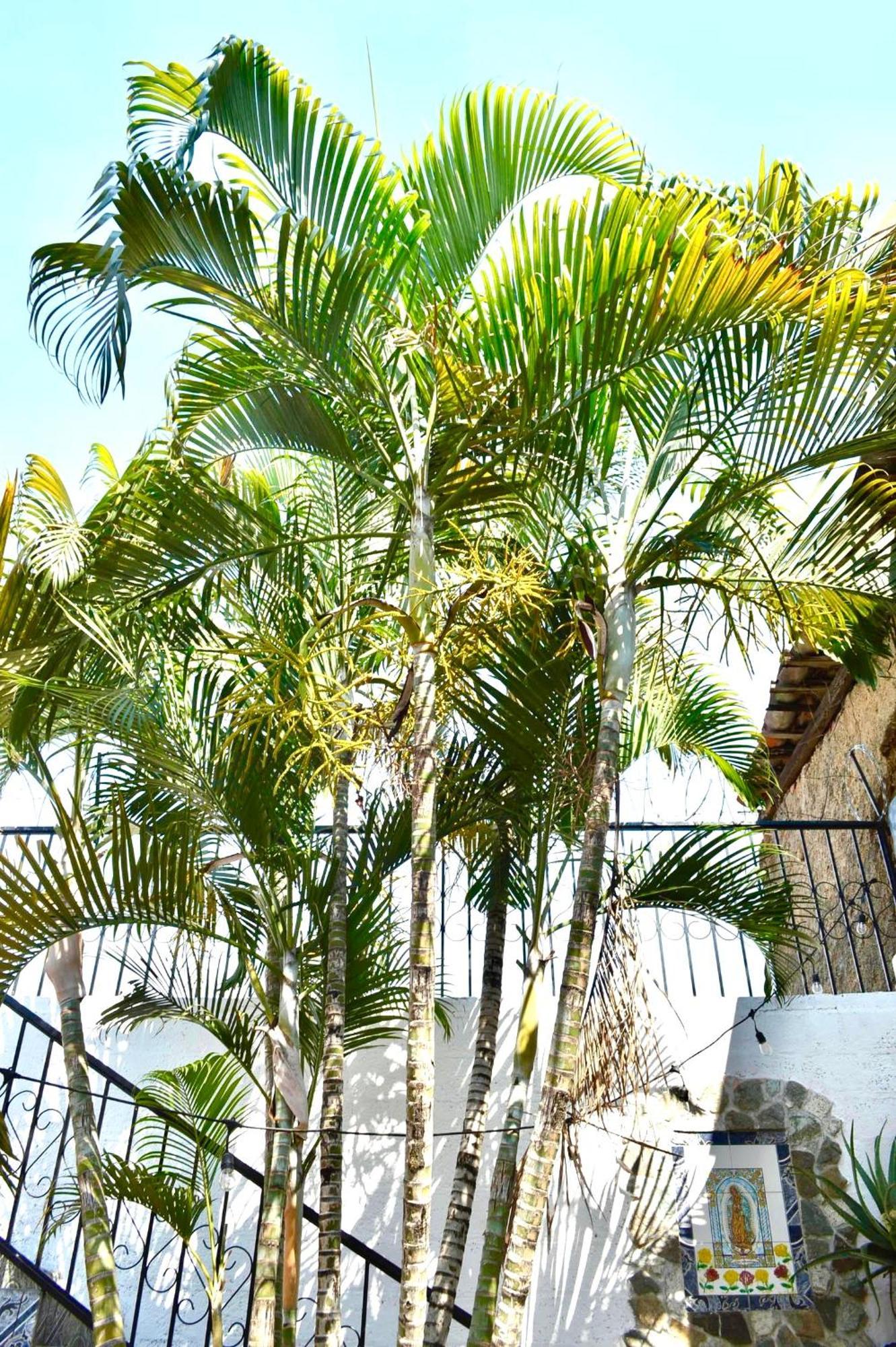 Casa Coco Hostel Santa Ana Eksteriør bilde